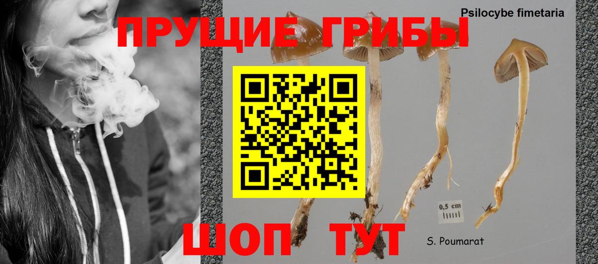 Тимашёвск  Псилоцибиновые грибы Magic Shrooms  Вход с VPN 